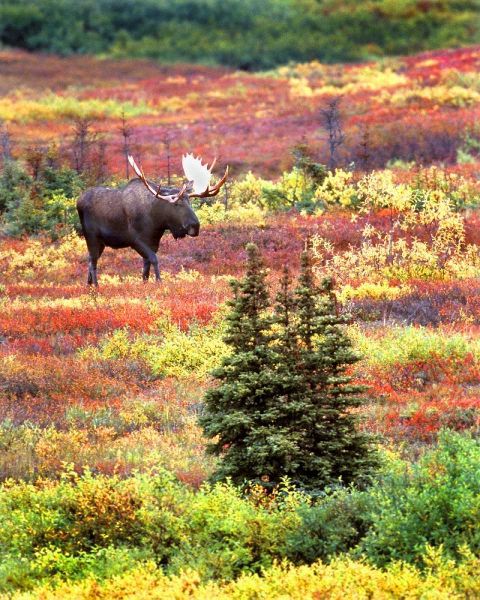 AK, Denali NP Bull moose and autumn tundra